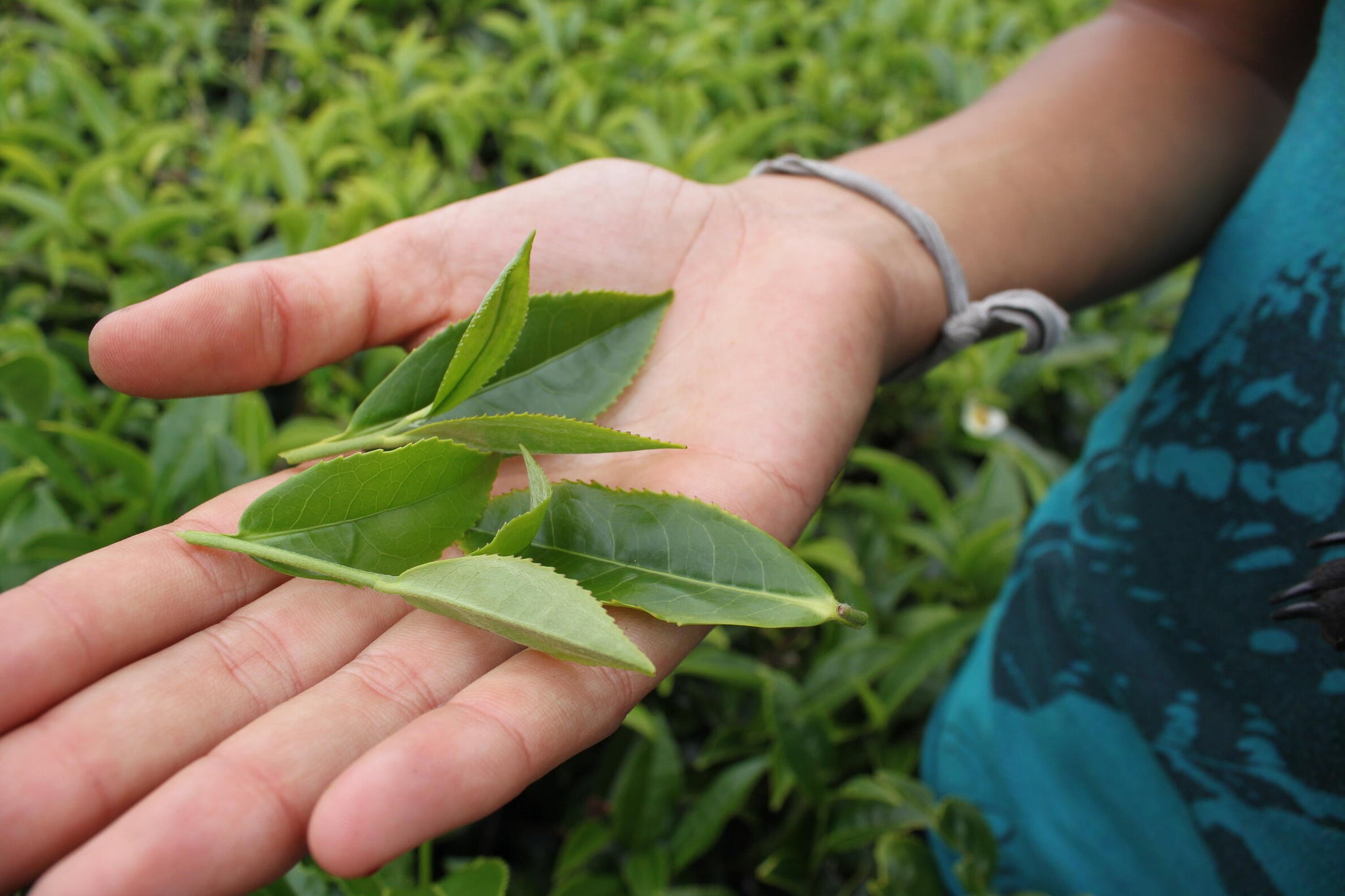 Ever Spring Oolong Whole Leaf Tea - Inspired Leaf Teas